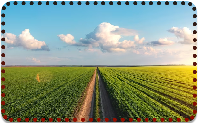 Sai Web Expert SMO for Websites